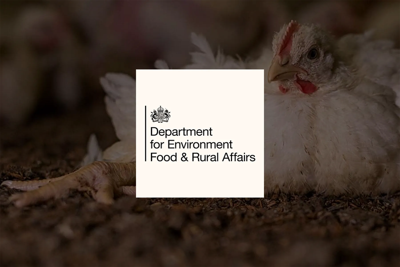 Ban Frankenchickens in the UK