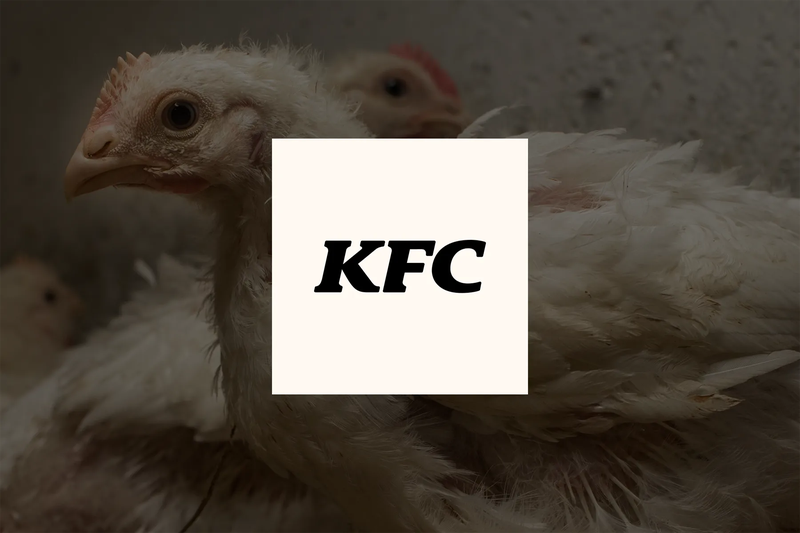 Tell KFC to drop Frankenchickens