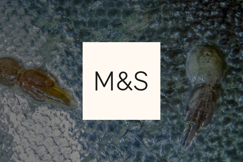 Tell M&S to drop farmed salmon