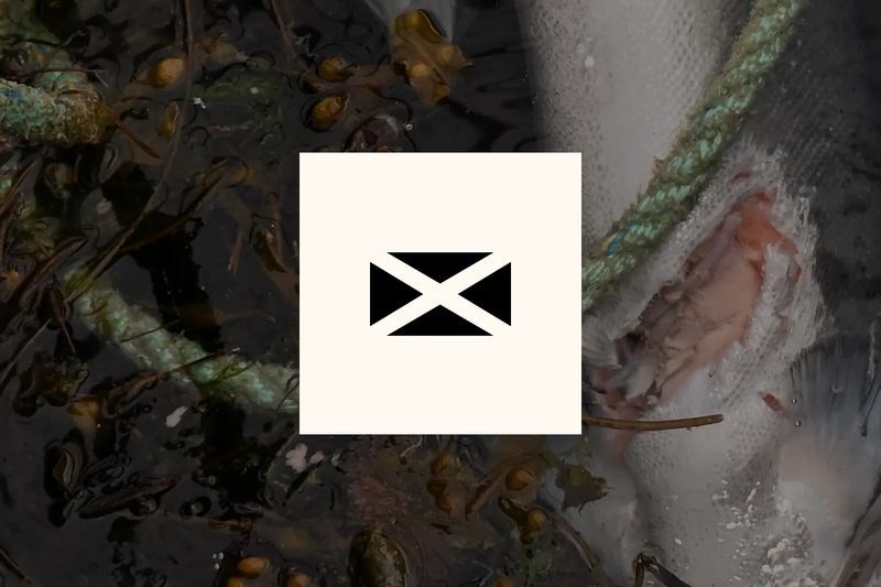 Ask Scottish Ministers to end salmon farming