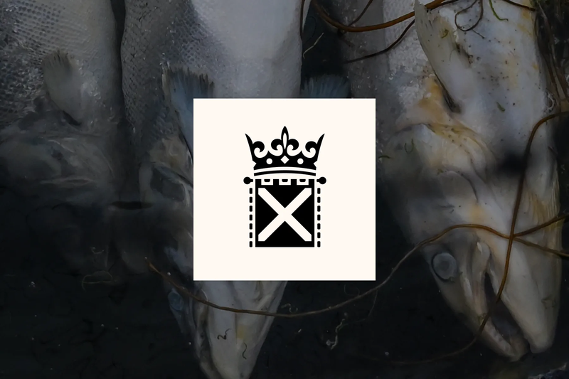 Tell the Scottish government to end salmon farming