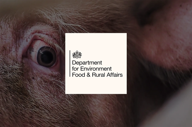 Ban CO₂ gas chambers for pigs