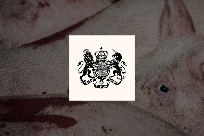 End factory farming by 2040