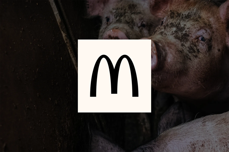 Tell McDonalds to drop gas chambers