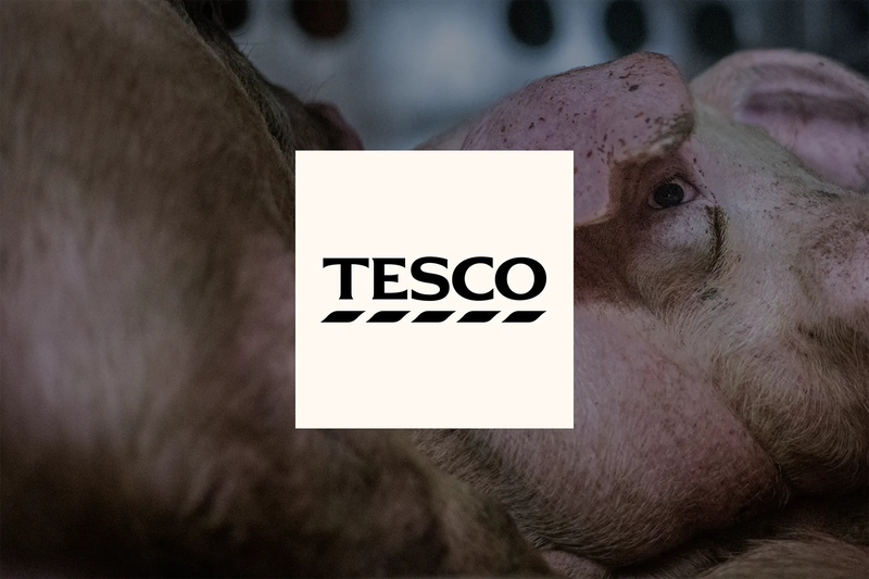 Tell Tesco to drop CO₂ gas chambers